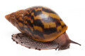 Achatina achatin achatina Ghana typ 1a x 2 semiadult